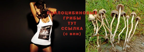 стафф Заводоуковск